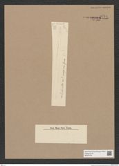 Diatomeae indet. Zeichnungen Sammlung Grunow Nr. 9751 (NHMW-BOT-W0379735)